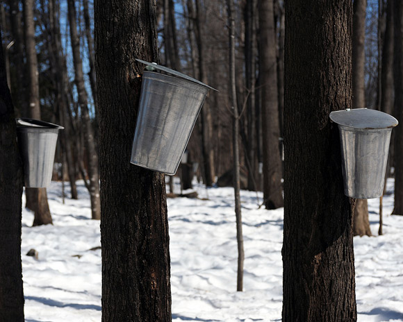 List of Maple Syrup Sugar Bushes Near Ottawa